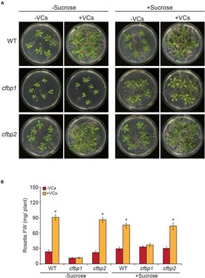Proteostatic Regulation of MEP and Shikimate Pathways by Redox-Activated Photosynthesis Signaling in Plants Exposed to Small Fungal Volatiles